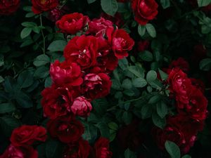Preview wallpaper roses, bush, garden, bud, red, bloom, leaves