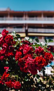 Preview wallpaper roses, bush, red, blur, buds