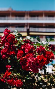 Preview wallpaper roses, bush, red, blur, buds