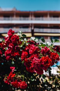 Preview wallpaper roses, bush, red, blur, buds