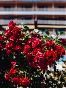 Preview wallpaper roses, bush, red, blur, buds