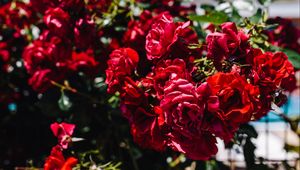Preview wallpaper roses, bush, red, blur, buds
