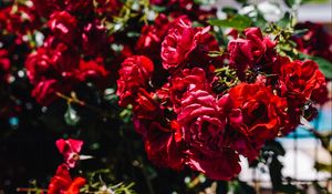 Preview wallpaper roses, bush, red, blur, buds
