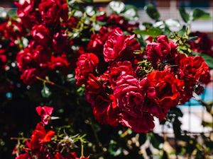 Preview wallpaper roses, bush, red, blur, buds