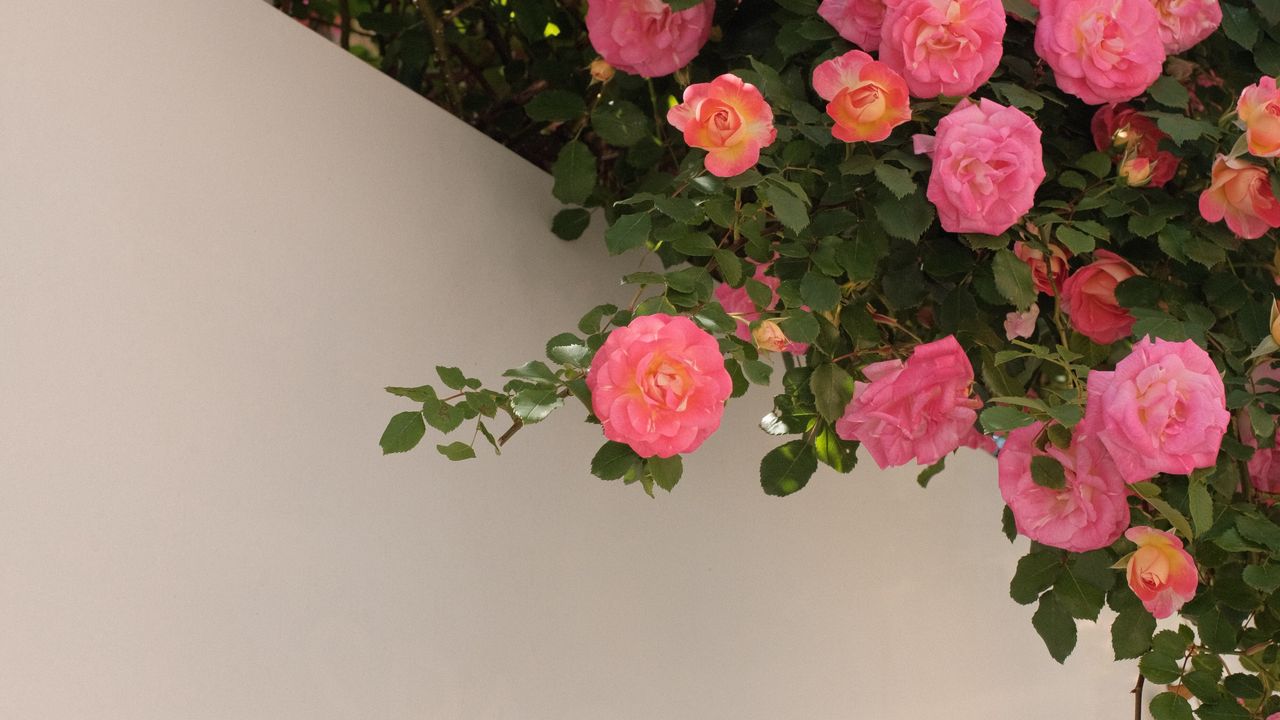 Wallpaper roses, bushes, flowering, wall