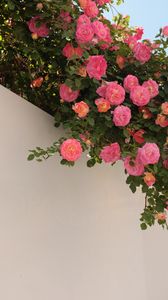 Preview wallpaper roses, bushes, flowering, wall