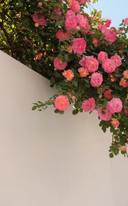 Preview wallpaper roses, bushes, flowering, wall