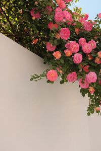 Preview wallpaper roses, bushes, flowering, wall