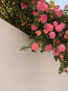 Preview wallpaper roses, bushes, flowering, wall