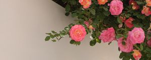 Preview wallpaper roses, bushes, flowering, wall