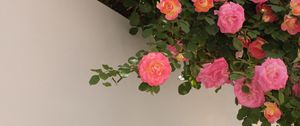 Preview wallpaper roses, bushes, flowering, wall