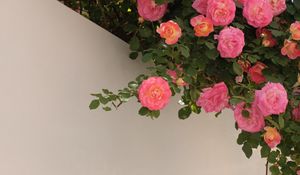 Preview wallpaper roses, bushes, flowering, wall