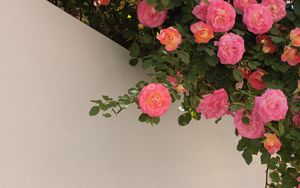 Preview wallpaper roses, bushes, flowering, wall
