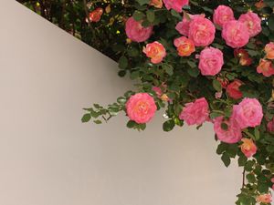 Preview wallpaper roses, bushes, flowering, wall