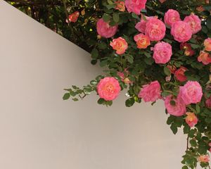 Preview wallpaper roses, bushes, flowering, wall