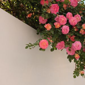 Preview wallpaper roses, bushes, flowering, wall