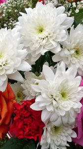 Preview wallpaper roses, chrysanthemums, flowers, carnations, gypsophila, bouquet