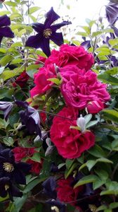 Preview wallpaper roses, clematis, wall, brick, fence