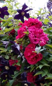 Preview wallpaper roses, clematis, wall, brick, fence