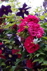 Preview wallpaper roses, clematis, wall, brick, fence