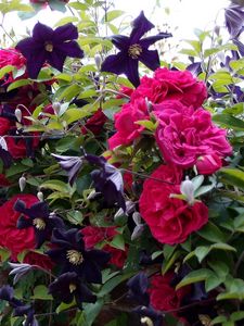 Preview wallpaper roses, clematis, wall, brick, fence