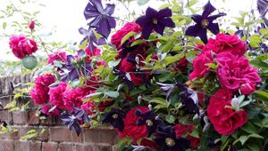 Preview wallpaper roses, clematis, wall, brick, fence