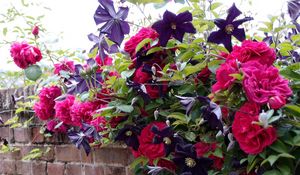 Preview wallpaper roses, clematis, wall, brick, fence