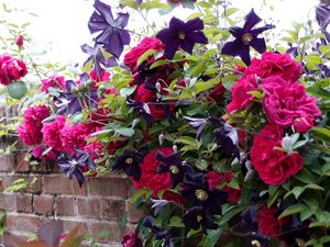 Preview wallpaper roses, clematis, wall, brick, fence