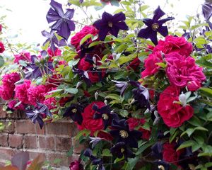 Preview wallpaper roses, clematis, wall, brick, fence