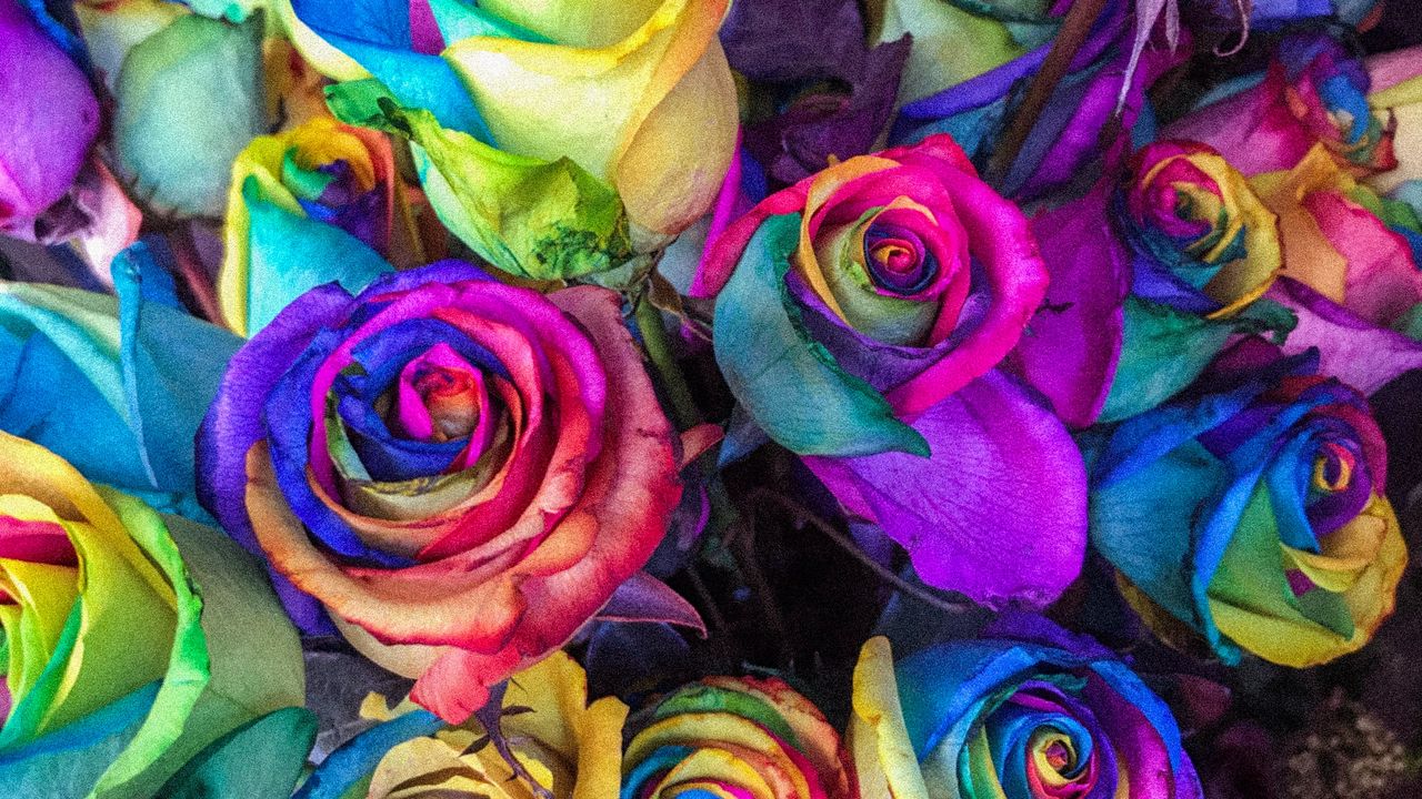 Wallpaper roses, colorful, bouquet, colourful