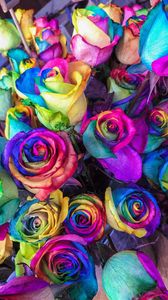 Preview wallpaper roses, colorful, bouquet, colourful