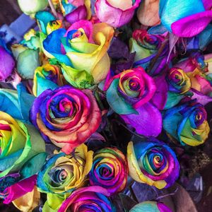 Preview wallpaper roses, colorful, bouquet, colourful