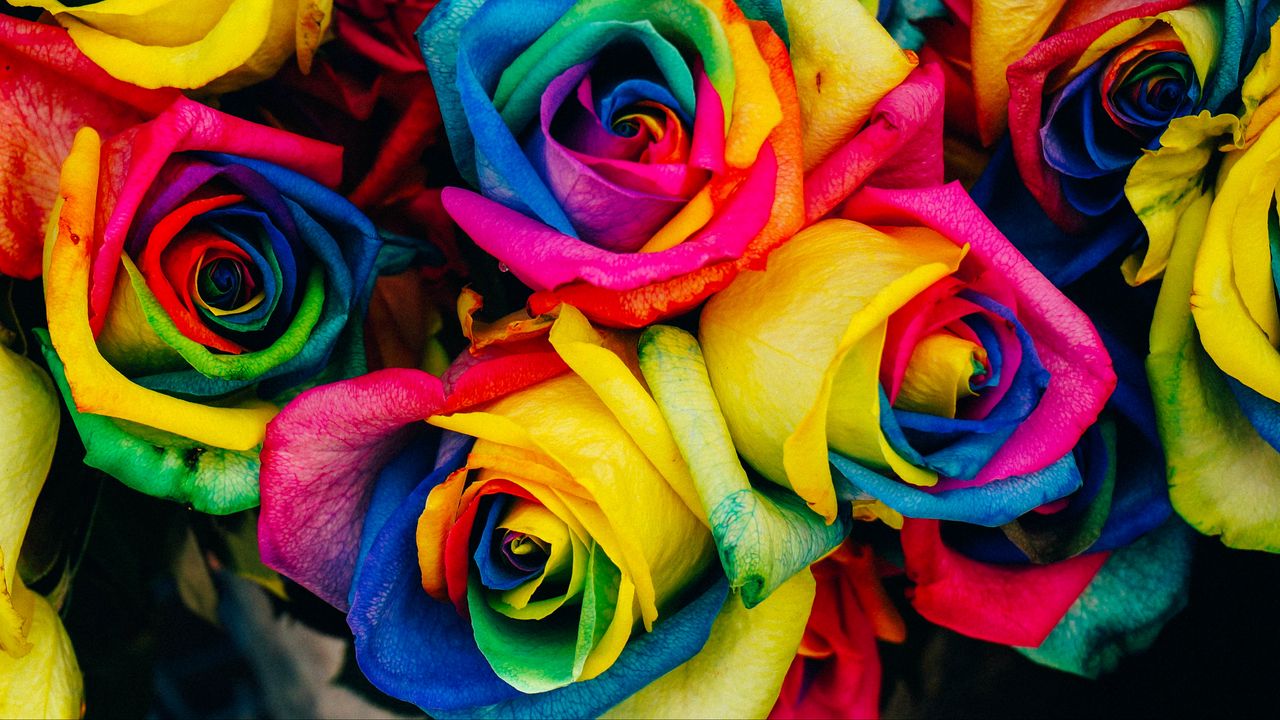 Wallpaper roses, colorful, rainbow