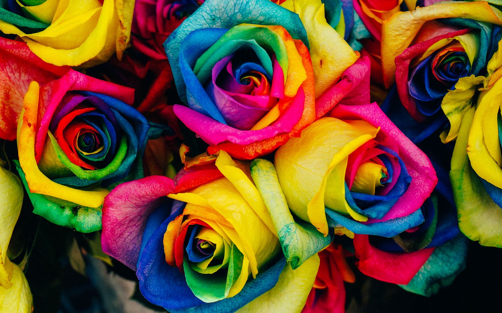 1680x1050 Wallpaper roses, colorful, rainbow
