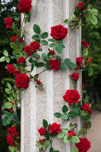 Preview wallpaper roses, column, decoration, garden