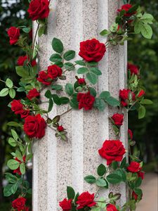Preview wallpaper roses, column, decoration, garden