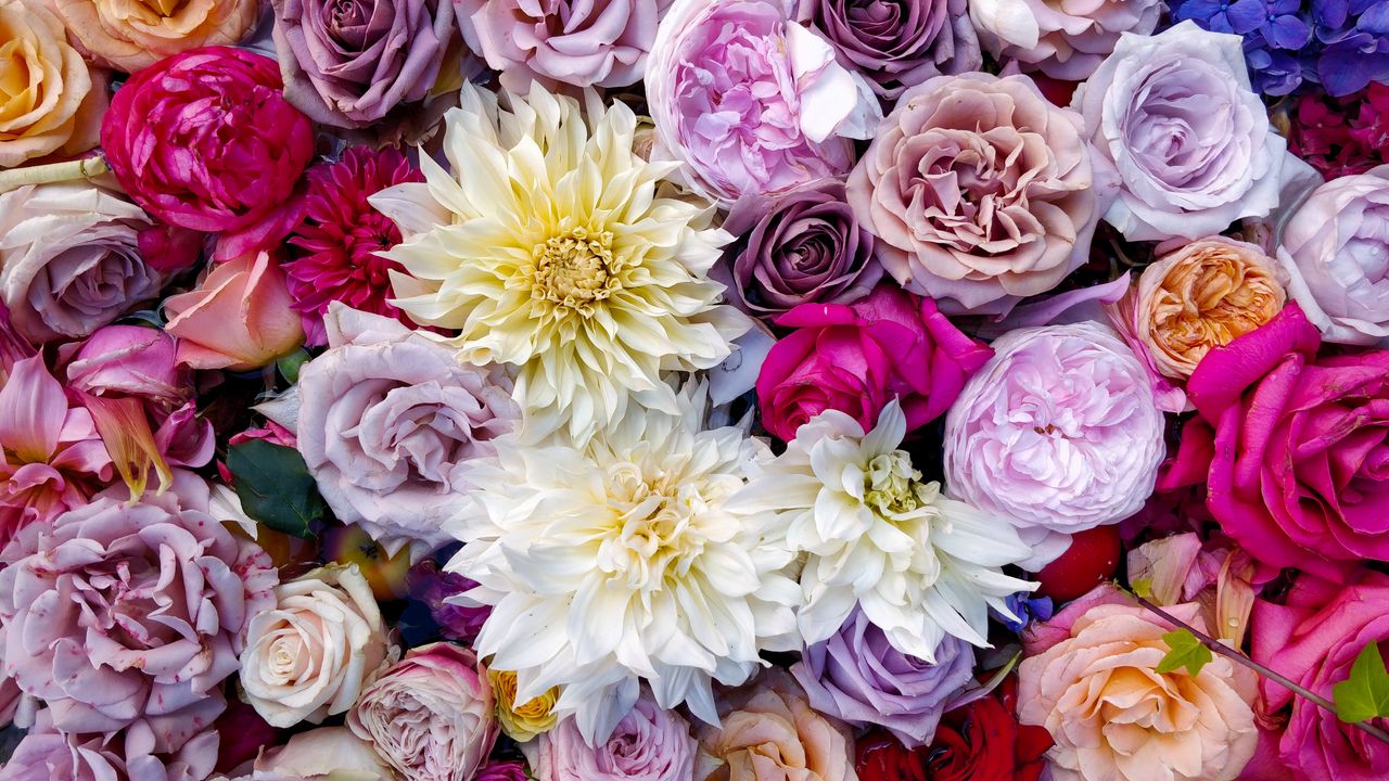 Wallpaper roses, dahlias, bouquet, composition, multicolored