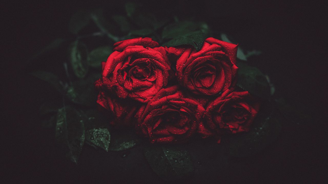 Wallpaper roses, drops, buds, dark background