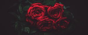 Preview wallpaper roses, drops, buds, dark background