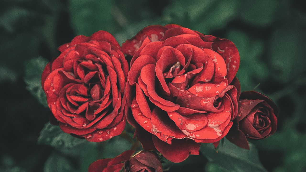 Wallpaper roses, drops, petals, buds