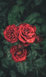 Preview wallpaper roses, drops, petals, buds