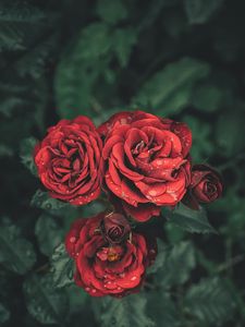 Preview wallpaper roses, drops, petals, buds