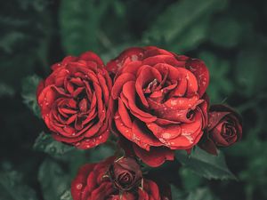 Preview wallpaper roses, drops, petals, buds