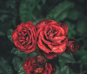 Preview wallpaper roses, drops, petals, buds