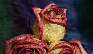 Preview wallpaper roses, drops, petals, spotted