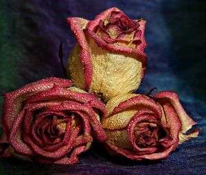Preview wallpaper roses, drops, petals, spotted