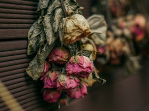 Preview wallpaper roses, dry, herbarium