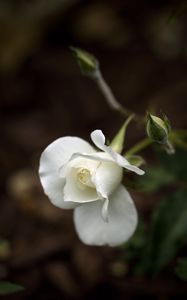 Preview wallpaper roses, flower, petals, white, bud