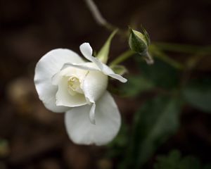 Preview wallpaper roses, flower, petals, white, bud