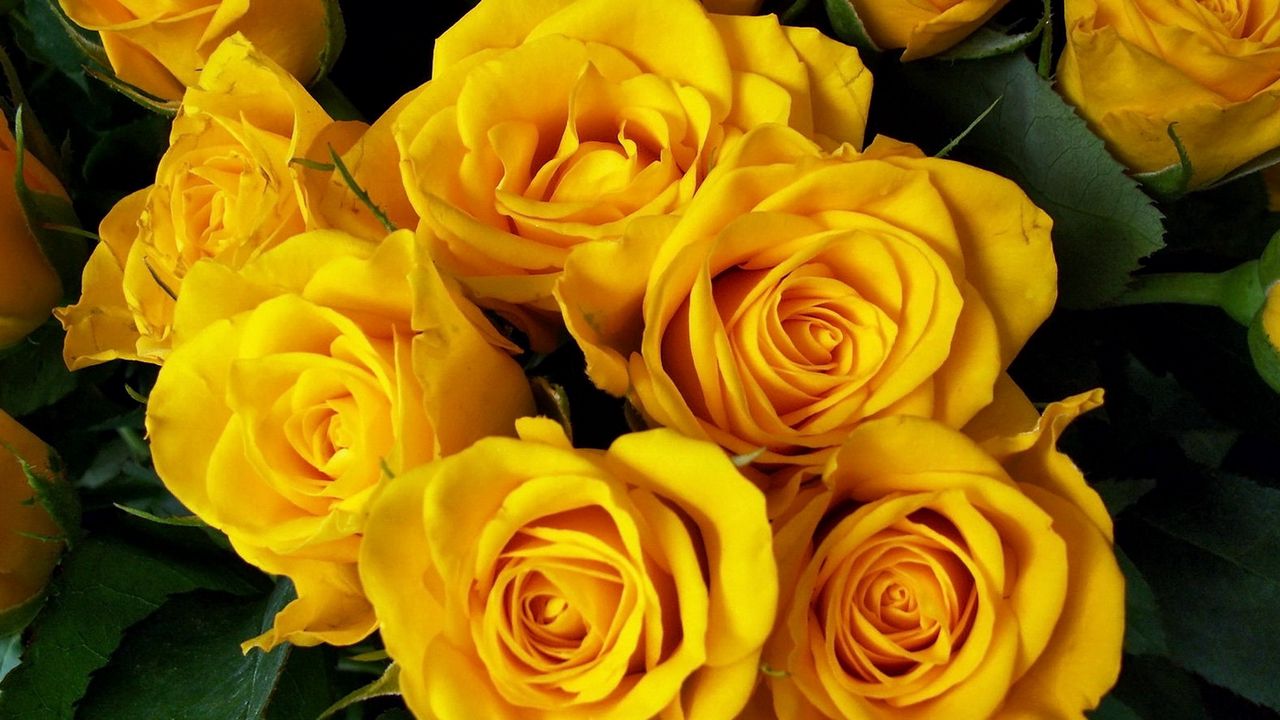 Wallpaper roses, flower, yellow, bright, beautiful, bouquet